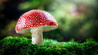 Amanita Muscaria Mushroom Gummies Benefits – The Natural Way to Relaxation